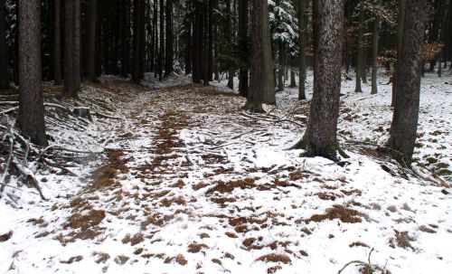 Cesta