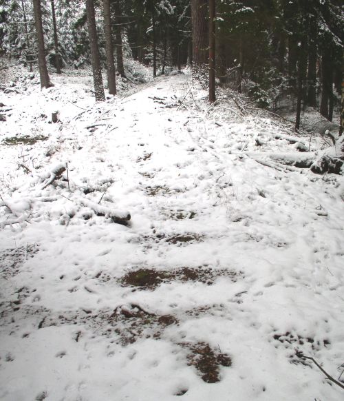 Pražce