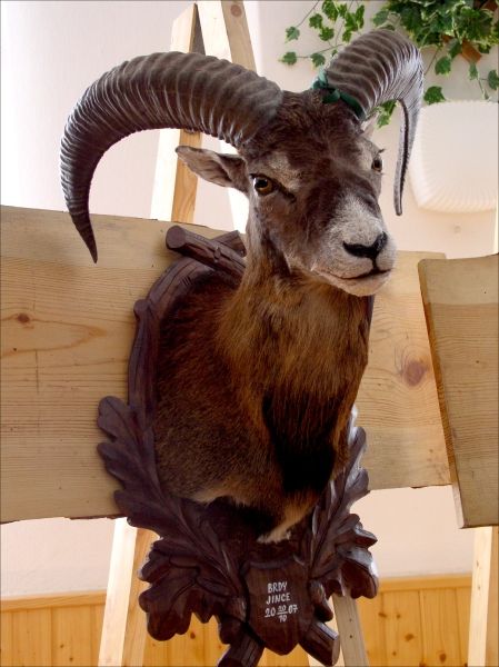 Muflon